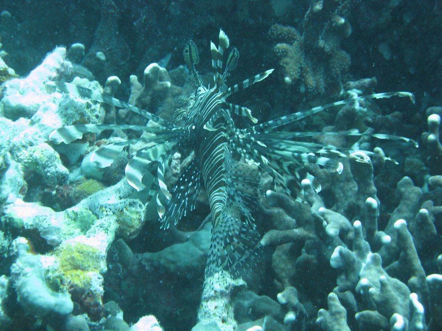 Dive Photos/2009-07 Great Barrier Reef/img_0817.jpg
